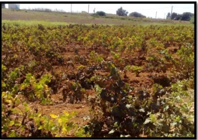 Figure  №  12 : Vignobles de la plaine d’Abdelmalek Ramdan (Wilaya de  Mostaganem). 