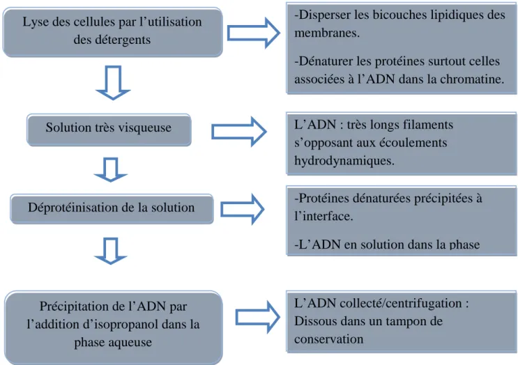 Figure  № 1 5 : Principe d’extraction de l’ADN génomique. 