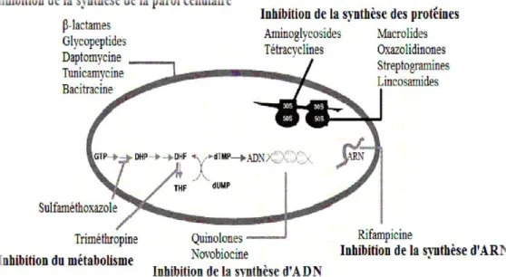 Figure n°10 : Mode d’action des antibiotiques (Singh et Barrett, 2006) Avec DHP :  dihydroptéroate ; DHF : dihydrofolate ; THF : tétrahydrofolate