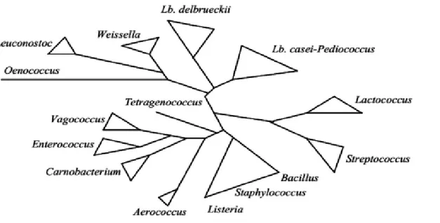 Figure 1 : Arbre phylogénique des bactéries lactiques avec les genres Aerococcus, Bacillus,  Listeria et Staphylococcus (Axelsson, 2004)