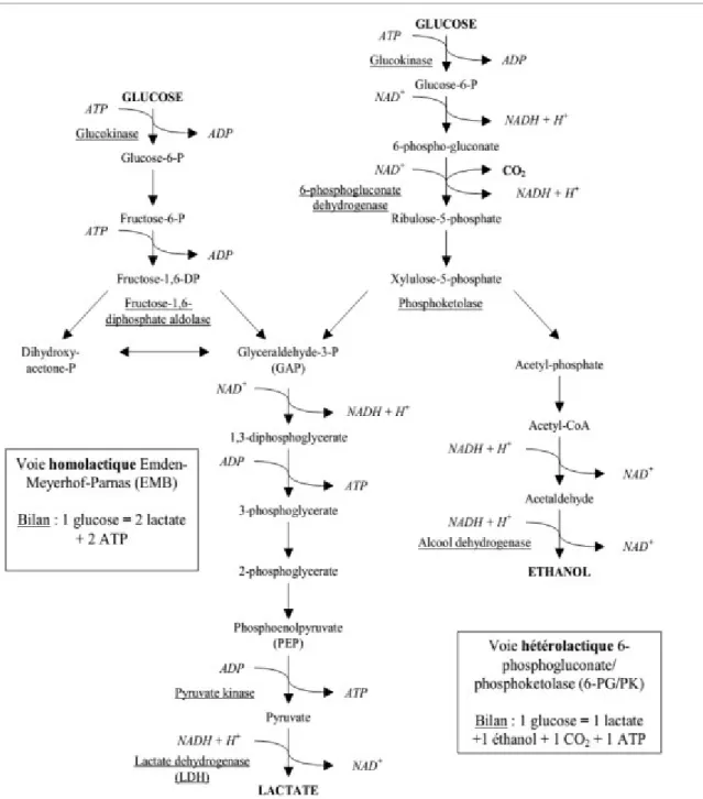Figure 2. Principales voies cataboliques du glucose chez les bactéries lactiques (Dellaglio et  al., 1994)