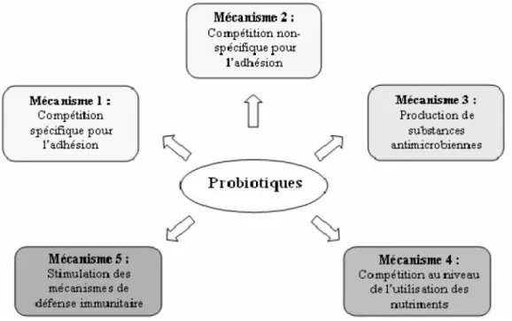 Figure 2: Mécanismes d’action proposés des micro-organismes probiotiques dans le  traitement des infections entériques (adapté de Calder et Kew, 2002; Kaur et al., 2002)