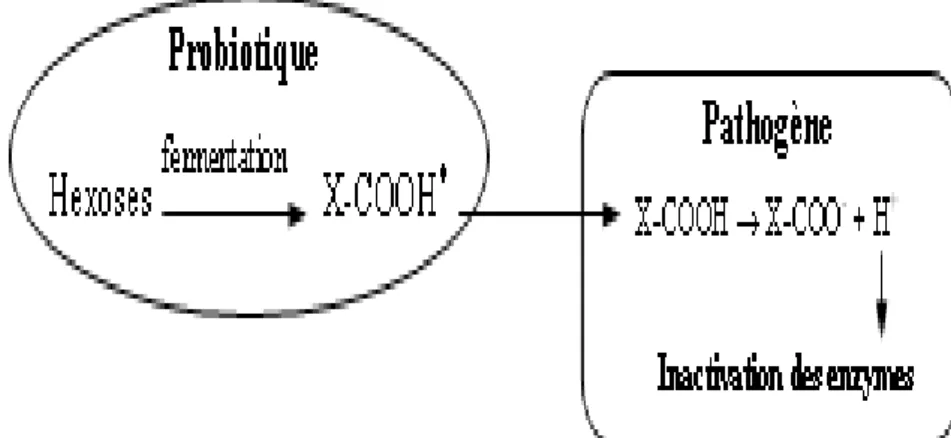 Figure 4 : Mode d’action des acides organiques produits par les probiotiques contre les  pathogènes bactériens (Servin et Coconnier, 2003)*X-COOH = CH 3 -CHOH-COOH dans le 
