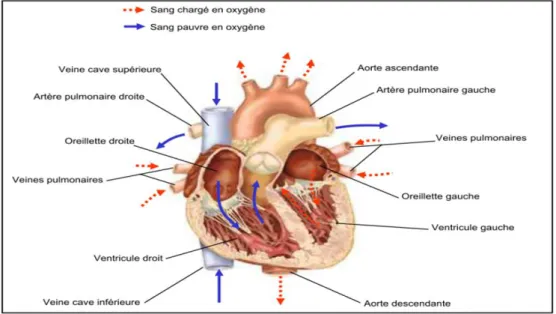 Figure 1.1 : Schéma anatomique et fonctionnel du cœur. 