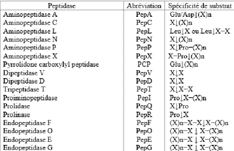 Tableau 2. Peptidases des bactéries lactiques (Roudj, 2011) 