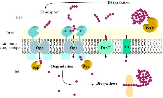 Figure 4. Le système protéolytique chez la bactérie Lactococcus lactis (Savikoji et al., 2006)