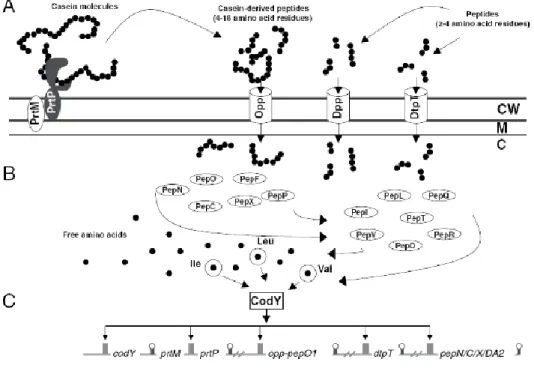Figure 5. Présentation schématique de la régulation du système protéolytique de L. lactis  (Guedon et al., 2001; Doeven et al., 2005 ; Savijoki et al., 2006)