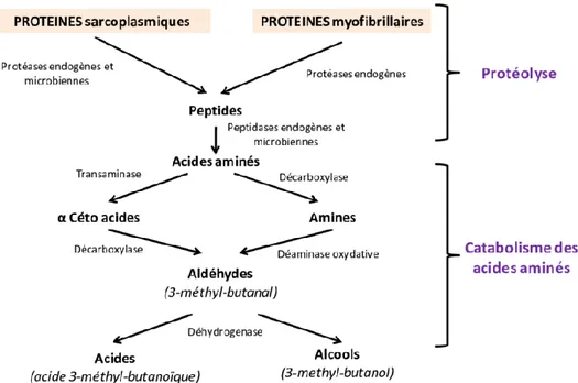 Figure 6. Schéma général du catabolisme microbien des acides aminés  (Algaron et Yvon, 1998).
