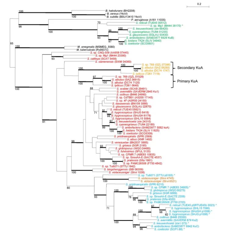 FIGURE 3 | Phylogeny of Ku-like proteins identified in 38 Streptomyces strains. Streptomyces Ku-like proteins were identified in 38 Streptomyces strains and compared with the closest homologues of M