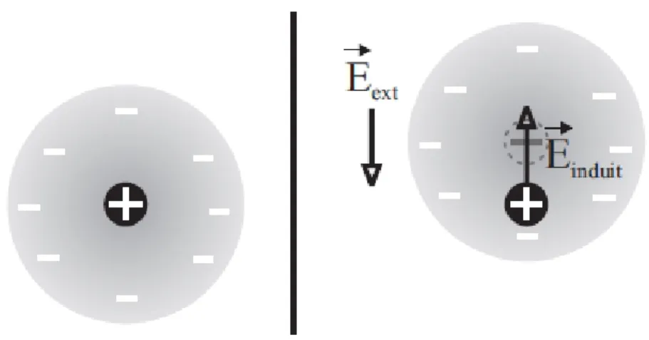 Fig. 1.2 – Atome diélectrique non perturbé (à gauche) et soumis à un champ électrique extérieur (à droit)