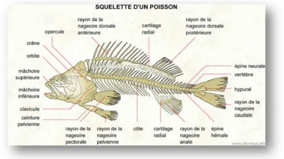 Figure 1 : Squelette des poissons (Claire König, 2018) 