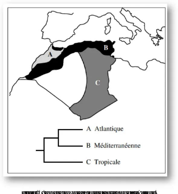 Figure 14 : Zones biogéographiques dans le nord de l’Afrique.