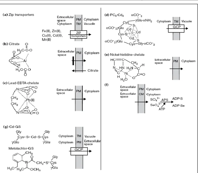 Figure 05 :  Mécanismes  et  complexes  possibles  facilitant  le  transport  et  la  séquestration  des  polluants  toxiques