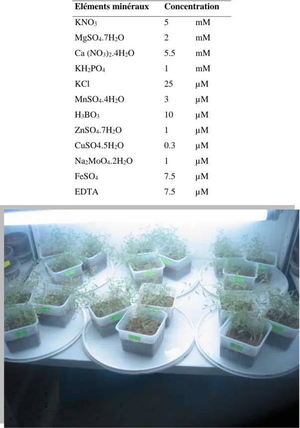 Tableau 01 : solution nutritive de base (Lutts et al., 2004). 