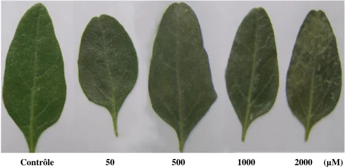 Figure 07 : L’effet du cuivre sur les feuilles d’A. halimus après 48 h . 