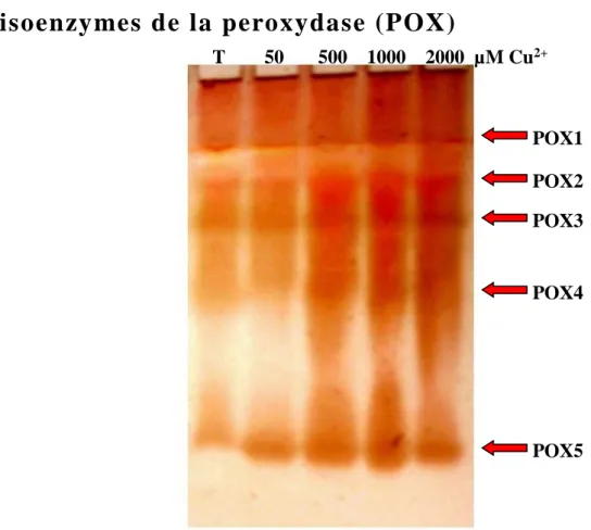 Tableau  03 : L’effet  du sulfate de cuivre sur la  concentration des protéines d’A.  halimus  soumis en conditions hydroponiques