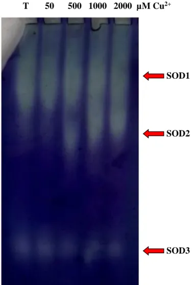 Figure 10 : L’effet du cuivre sur les isoenzymes de la superoxyde dismutase (SOD) des feuilles d’A