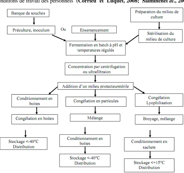 Figure 10  :  Diagramme de production de ferments lactiques concentrés congelés ou  lyophilisés (Corrieu et Luquet, 2008)