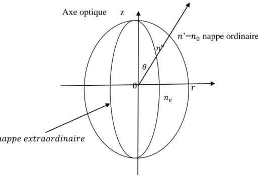 Fig. I-4 : section méridienne de la surface des indices dans un milieu uniaxe 