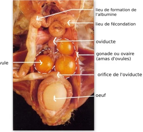 Figure 02 : Cinétique des dépôts et lieu de formation de l’œuf de  poule (Anonyme 1). 