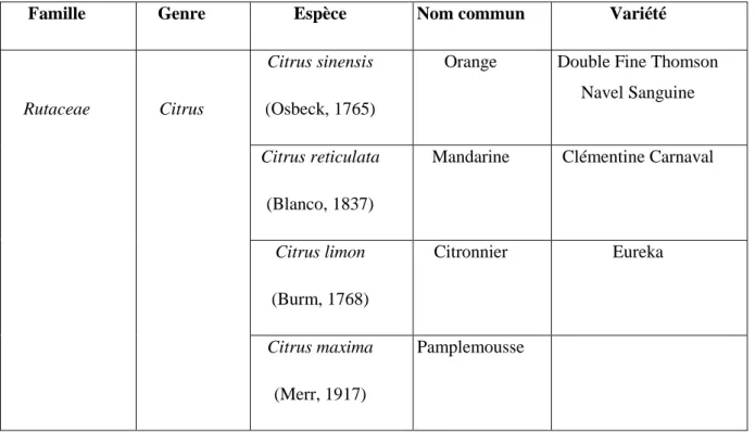Tableau 1. La position systématique des agrumes (Guignard, 2001) 