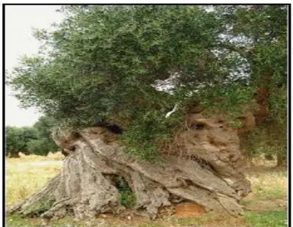 Figure  01:  Un  des  plus  anciens  arbres  d’olivier  dans  le  monde  retrouvé  dans  les  Pouilles   (Italie) (Baldoni et Belaj, 2009)