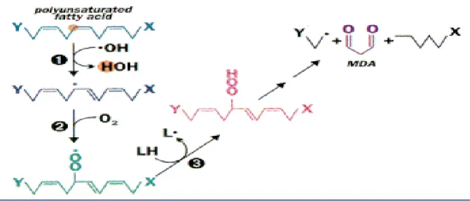 Figure 4 : Oxydation des acides gras polyinsaturés et formation de MDA (Cillard, 2011)  Il est produit par la coupure des AGPI possédant au moins trois doubles liaisons soit l’acide  arachidonique (C20 : 4n-6), l’acide éicosapentaénoîque (C20 :5 n-3, EPA) 