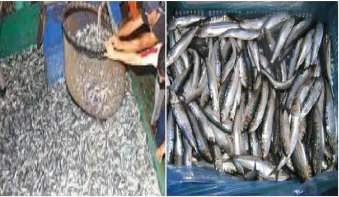 Figure 6 : Échantillons de sardine pêchée dans la côte Algérienne           2-1-2 Choix des zones d’études  