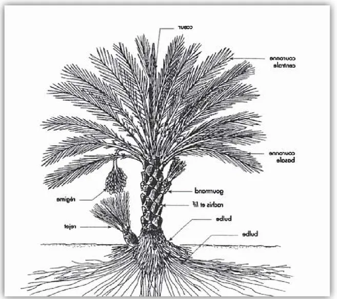 Figure 03 : Schéma structural du palmier dattier (Chao et Krueger, 2007). 
