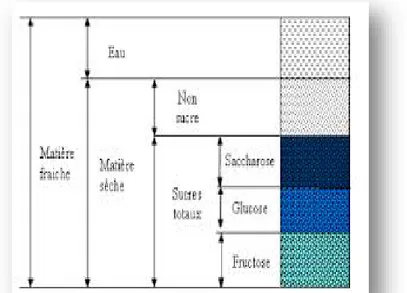 Figure 08 : Composition de la datte (Estanove, 1990 in  Djennane et Atia, 2012). 