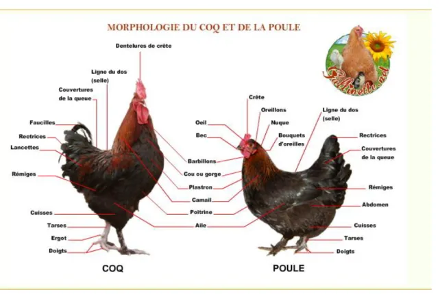 Figure 05 : Morphologie du poulet 