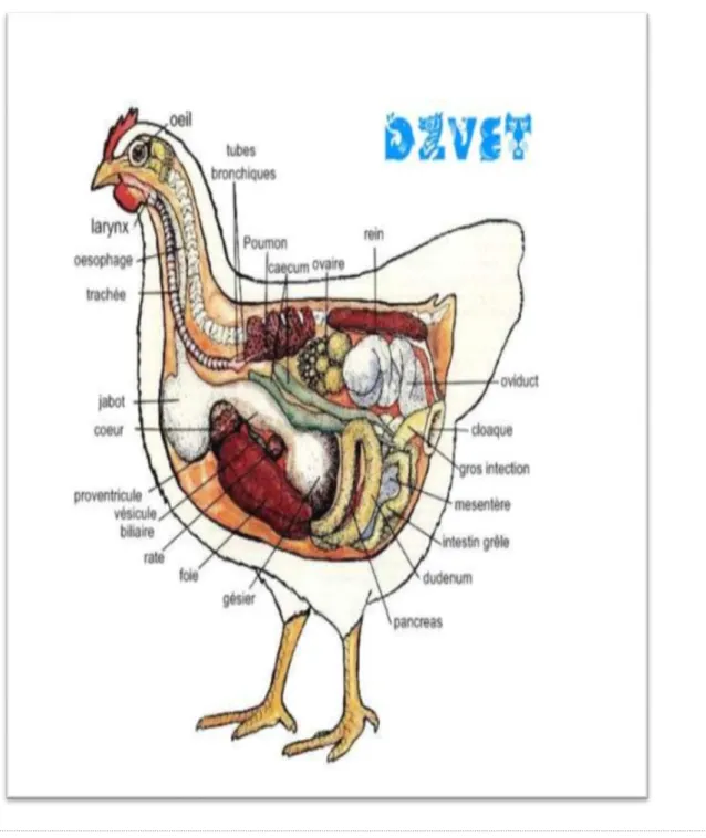 Figure 6 :  Anatomie des organes internes de la poule 