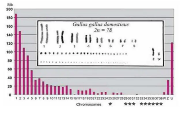 Figure 07: Séquences et chromosomes de Gallus gallus domesticus (Loukou, 2013). 