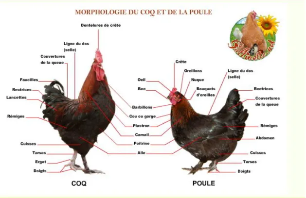 Figure 02  : Morphologie du poulet 