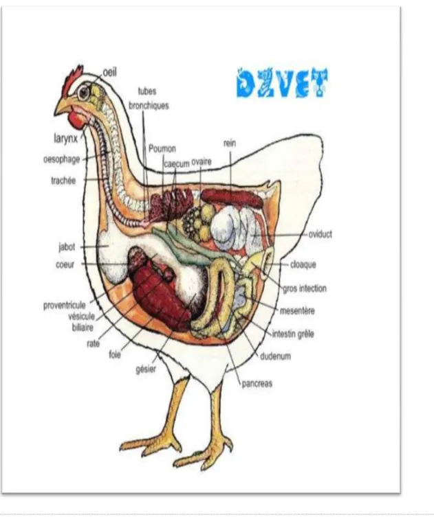 Figure 3  : Anatomie des organes internes de la poule 