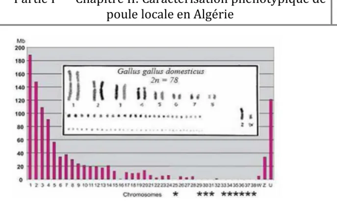 Figure 04  : Séquences et chromosomes de Gallus gallus domesticus (Loukou, 2013). 