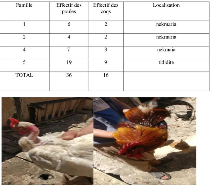 Tableau 3  : Effectif des animaux et zone d’échantillonnage  Famille  Effectif des 