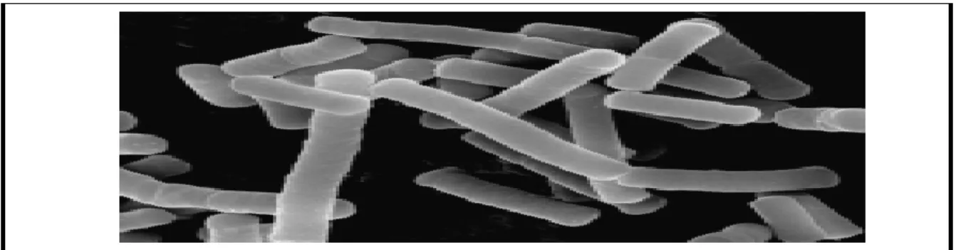 Figure 3: Lactobacillus caseiobservé au microscope électronique. (Corrieu &amp; Luquet, 2008)