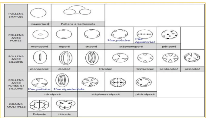 Figure 16 : Représentation schématique des différents types polliniques d’Angiospermes d’après  le nombre et la disposition des apertures  (Renault-Miskovsky et Marguerie ,1992)