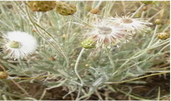 Figure 01 .  P. rupestre (L.) DC. (https://sites.google.com/site/floremisserghin/)  I.2  Teucrium polium L