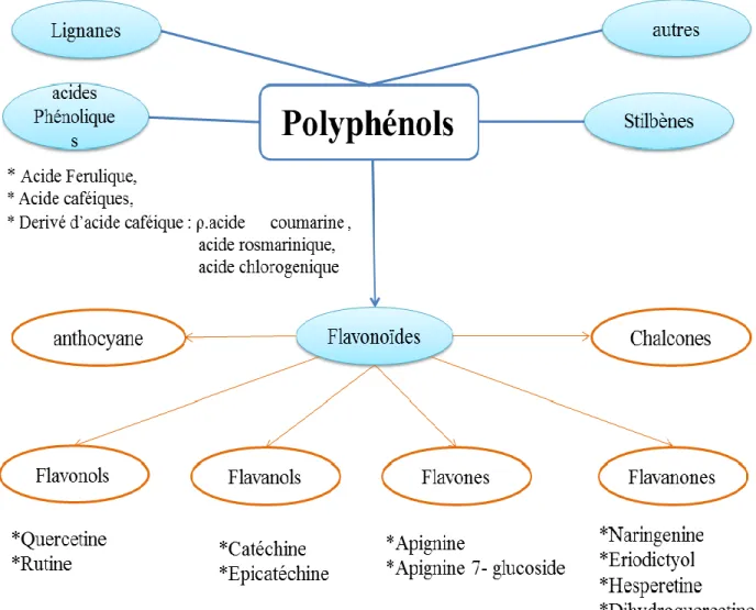 Figure 07.  Classification des polyphénols (de la Rosa et al., 2019) 