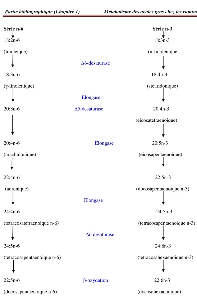 Figure  3:  Voies  de  synthèses  des  acides  gras  des familles  des  omégas  3  et  6  d’après  Konkel &amp; 