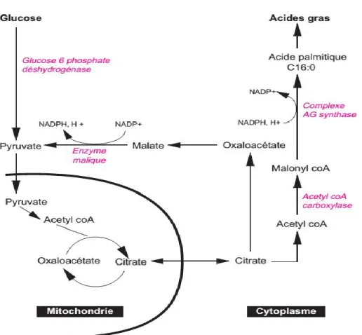 Figure 4 : Schéma de la lipogenèse chez les mammifères (Lebret et Mourot, 1998). 
