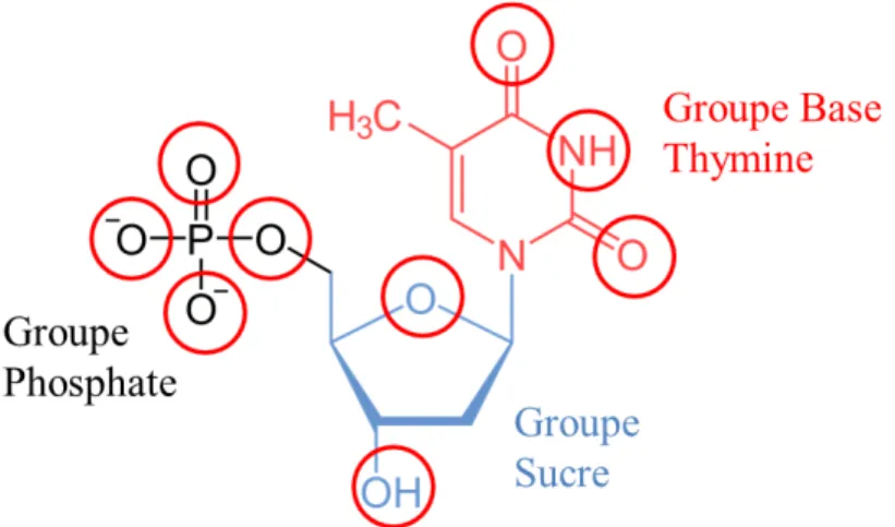 Figure  28  : Structure chimique de la 2-desoxy-thymidine-5’-monophosphate (dTMP). Les sites  réactionnels sont explicités en rouge, et les trois groupes Phosphate  (noir), Sucre (bleu) et Base (rouge)  annotés sur le schéma