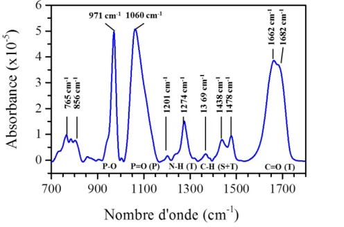 Figure 31 : Spectre d'absorbance IR de la dTMP obtenu par ATR. 