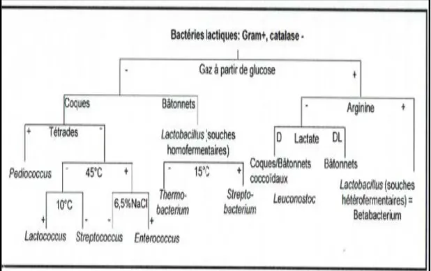 Figure 1 : Schéma de différenciation des principaux genres de bactéries lactiques  (d’après Carr et al., 2002) 