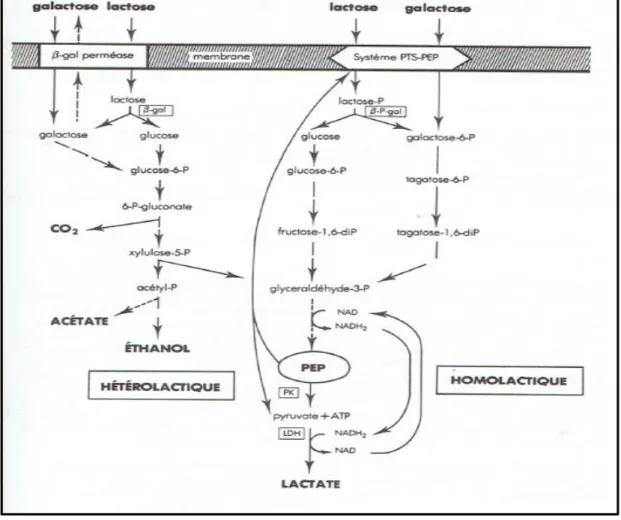 Figure 2 : Métabolisme des voies homolactique et hétérolactique 