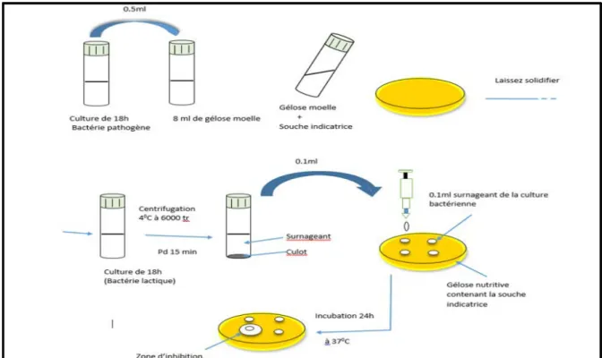 Figure 5 : méthode de diffusions en puits  2.7. Mise en évidence de l’activité protéolytique des bactéries lactiques  
