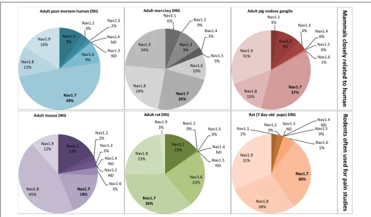 FIGURE 4 | Relative proportion of Na V channel α -subunits detected in mammalian dorsal root ganglia (DRG) neurons by RT-PCR