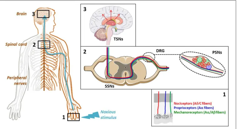 FIGURE 1 | Cellular elements involved in pain transmission from the peripheral to the central nervous system (CNS)